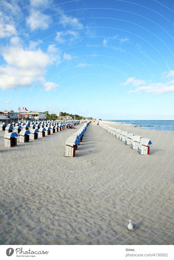 bestuhltes Gelände (20) mit Möwe strandkorb küste sand meer horizont möwe wolken himmel schönes wetter fahne dorf aufgereiht ordnung