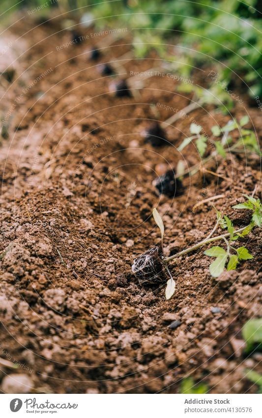 Grüne Sprossen von wachsenden Tomaten im Garten Pflanze Boden organisch Keimling kultivieren Botanik frisch Bauernhof Saison Ackerbau Gemüse Natur Landschaft