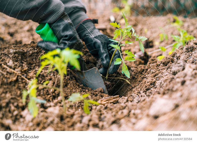 Anonymer Gärtner mit Handschuhen pflanzt grüne Setzlinge im Garten Keimling Pflanze Boden Landschaft kultivieren Ackerbau Bauernhof Wachstum Arbeit Natur