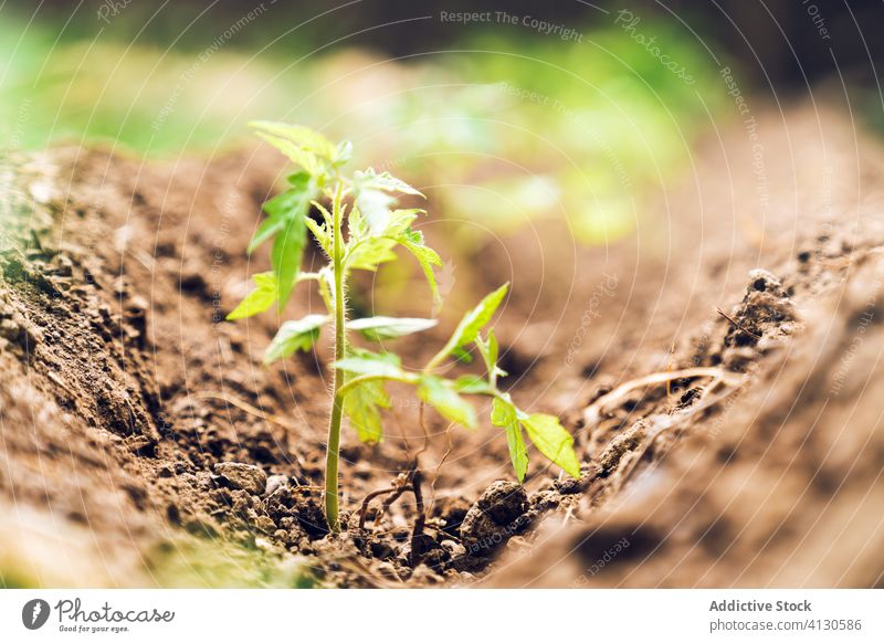 Grüne Sprossen von wachsenden Tomaten im Garten Pflanze Boden organisch Keimling kultivieren Botanik frisch Bauernhof Saison Ackerbau Gemüse Natur Landschaft