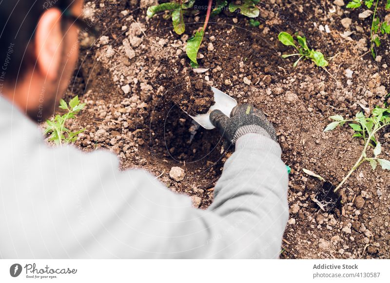 Anonymer Gärtner, der im Garten mit einer Kelle Erde umgräbt Mann Boden Keimling Graben Pflanze Gerät kultivieren Werkzeug Tomate Bauernhof Arbeit Handschuh