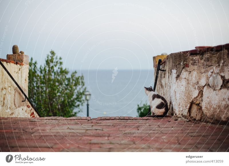 Auf der Mauer auf der Lauer Jagd Ferne Sommer Meer Haus Stadt Katze Taube Fliege Fell Pfote Blick weich Erholung alt verwittert Pflastersteine Hauskatze Natur