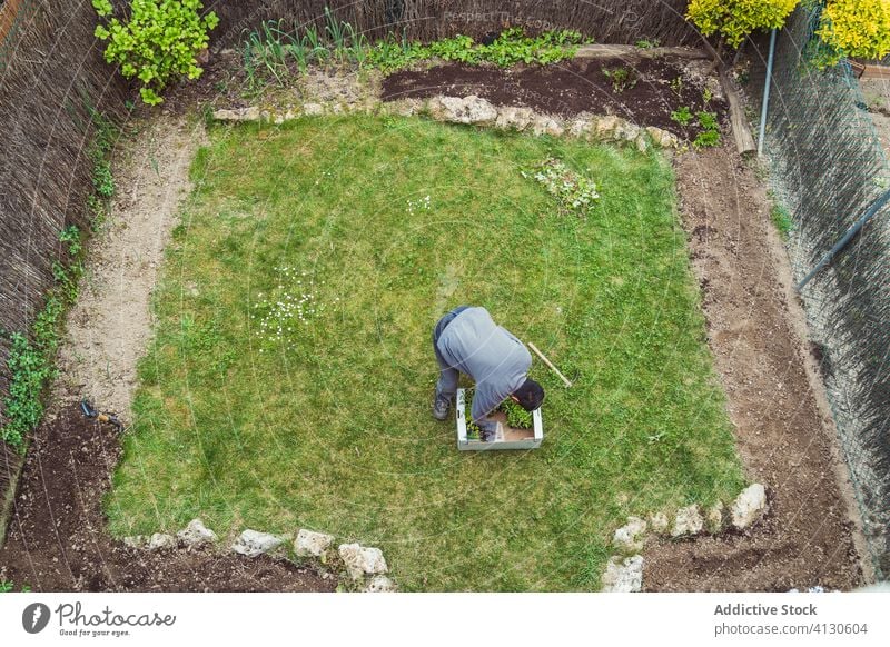 Anonymer Gärtner mit Handschuhen pflanzt grüne Setzlinge im Garten Mann Arbeit kultivieren Werkzeug Hof Arbeitsbekleidung Ackerbau Pflanze Botanik Bauernhof