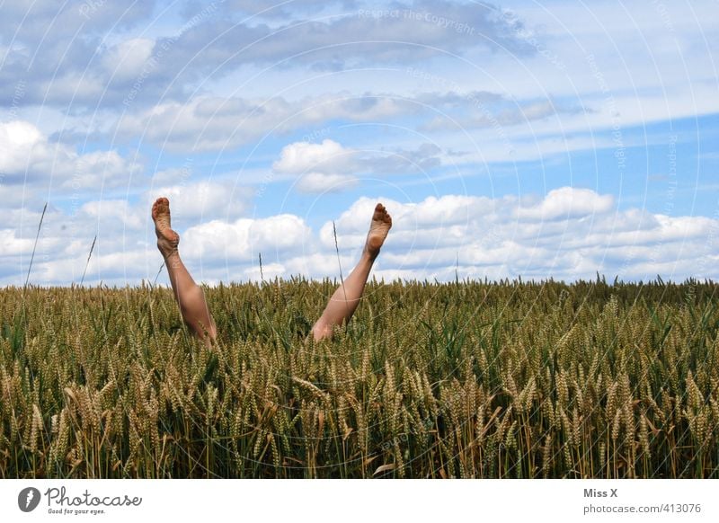 Tauchen Spielen tauchen Mensch Beine Fuß 1 Feld lustig Freude Bett im kornfeld Kornfeld hüpfen verstecken Handstand Außenaufnahme kopfvoran Weizenfeld Unsinn