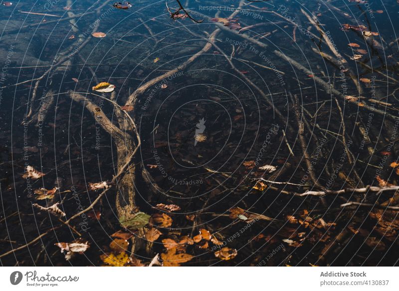 Fading bunte Blätter fallen im Wald im Herbst Zeitraum Ahorn Blatt verblassen Fleck farbenfroh Laubwerk Waldgebiet Dickicht malerisch Landschaft Windstille