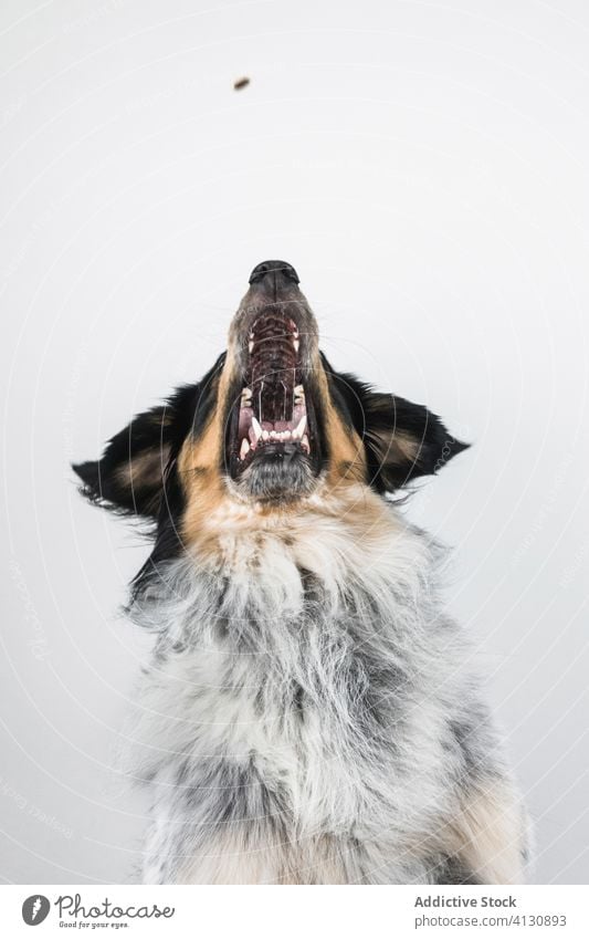 Pelziger Hund fängt Snack im Studio fangen Lebensmittel züchten bordernese mischen Haustier Tier Fell Fleck Fussel Eckzahn Border Collie Berner Berg heimisch