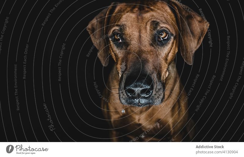 Reinrassiger Ridgeback-Hund auf schwarzem Hintergrund Rhodesian Ridgeback züchten Haustier Tier Maul Eckzahn heimisch Stammbaum Windstille ernst braun loyal