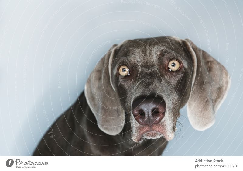 Lustiger Weimaraner-Hund auf weissem Hintergrund züchten Reinrassig Haustier Tier Maul lustig Stammbaum gundog starren Eckzahn heimisch bezaubernd loyal