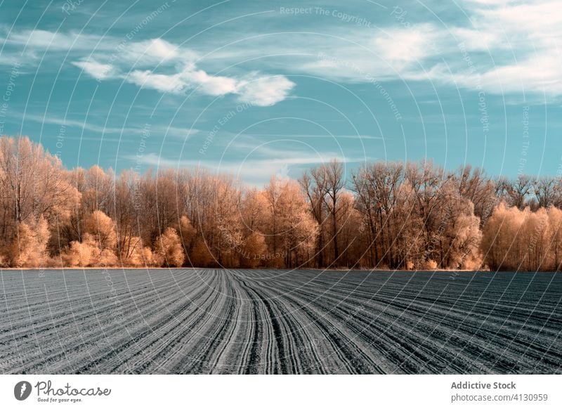 Verschneites Ackerland gegen vereisten Wald am Horizont unter blauem Himmel mit weißen Schäfchenwolken Feld Schnee Frost Winter Baum Waldgebiet Reim Wiese