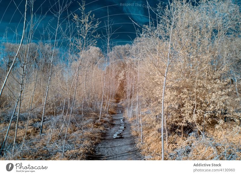 Einsamer Spazierweg zwischen vereisten jungen Bäumen an einem sonnigen Wintertag Baum Frost verschneite Weg Blauer Himmel Infrarotaufnahme Waldgebiet Reim