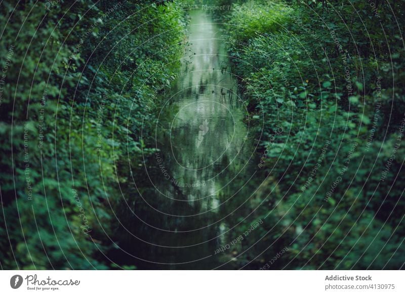 Sonne, die durch grünes Laub im Wald scheint Sonnenschein Gras Baum Wasser Sommer Natur Reflexion & Spiegelung hell Teich Windstille ruhig Umwelt Landschaft