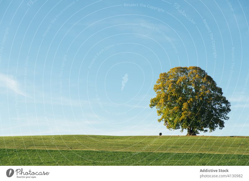 Blühender Baum auf der grünen Wiese in der Landschaft Feld hell Natur Blauer Himmel Blütezeit pulsierend einsam Umwelt Pflanze Sommer Frühling Wachstum Flora