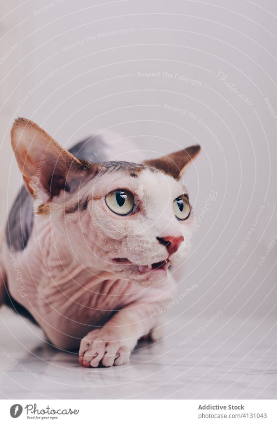 Sphynx-Katze im Lichtstudio sphynx Reinrassig Haustier wach angriffslustig heimisch Tier haarlos züchten katzenhaft Säugetier ernst Hautfalten Maul achtsam grau