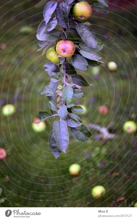 Apfelast Lebensmittel Frucht Ernährung Bioprodukte Vegetarische Ernährung Sommer Herbst Baum Blatt fallen hängen frisch Gesundheit lecker saftig sauer süß Ernte