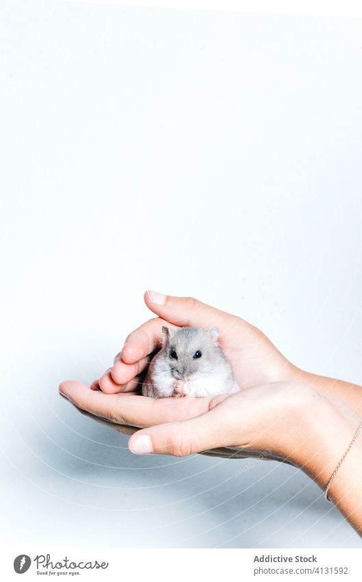 Frau mit kleinem Meerschweinchen in den Händen Tier Hand niedlich winzig Haustier wenig Natur Pflege behüten Fauna Bargeld heimisch Liebe Angebot sanft Baby