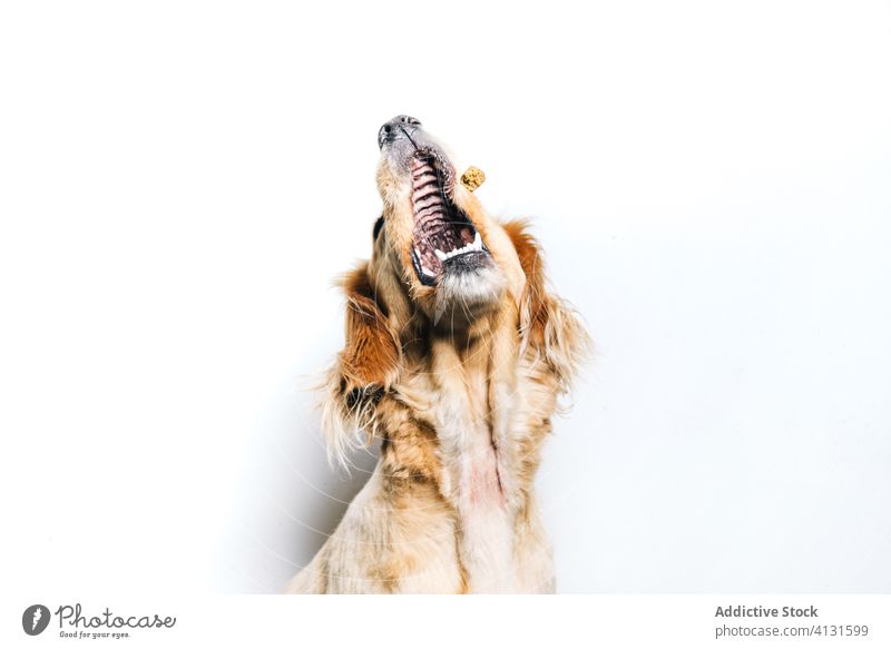 Hund beim Fangen von Futter auf weißem Hintergrund Haustier Lebensmittel Snack essen fangen züchten Tier Eckzahn heimisch Gesundheit aktiv Freund niedlich