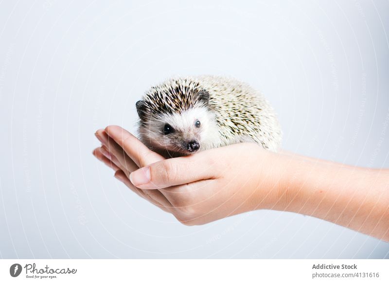 Niedlicher Igel in Menschenhand Tier Hand niedlich wild Haustier wenig Natur Fauna Spitze Bargeld Person Pflege Säugetier Kreatur Umwelt Leben Lebensraum