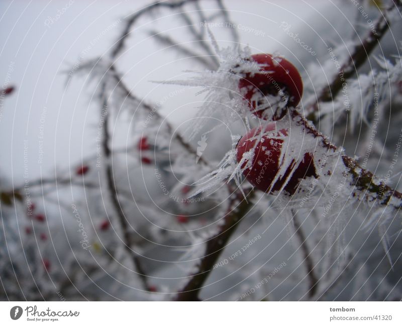 Hagebutte im Raureif Winter gefroren kalt Eiszapfen Frost Kristallstrukturen Hundsrose