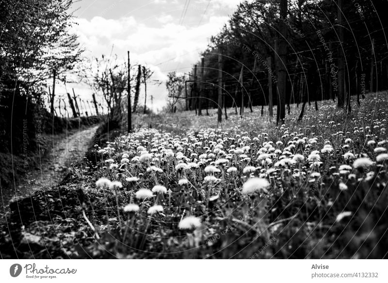 2021_4_4_Montemezzo_gelbe Blumen und Reben_1 Natur grün Pflanze Gras Feld Saison im Freien Landschaft Hintergrund Weinberg Ackerbau schön blau Himmel natürlich