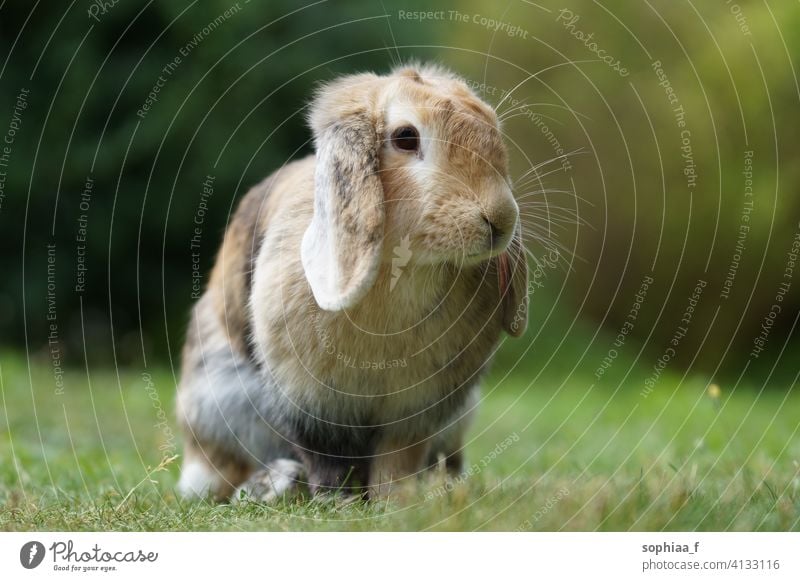 Schopfohr-Zwergwidder-Kaninchen sitzend auf Wiese schiefohrig Rasen Gras niedlich Hase Schlappohren Feld Garten braun lop holländischer Schopf