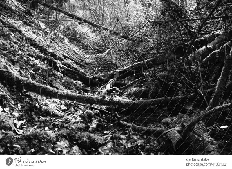 Natur Schutz Gebiet im Westerwald mit gefallenen Bäumen in einem Tal Einschnitt Naturschutzgebiet Außenaufnahme Wald Farbfoto Landschaft Umwelt Baum