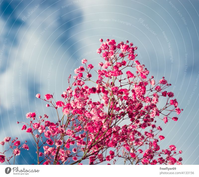 Rosa Blumen gegen den Himmel rosa Szene Hintergrund abstrakt Gras Attrappe Textfreiraum Rechteck Wolken Natur Licht natürlich keine Menschen niemand organisch