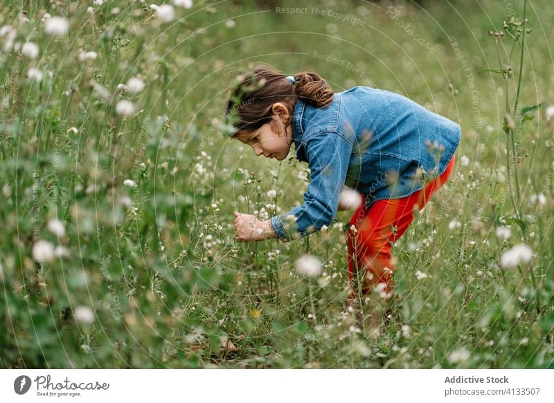 Bezauberndes Mädchen pflückt Blumen auf einer Wiese pflücken Feld Kind Wochenende genießen neugierig Natur bezaubernd erkunden ruhig Freiheit ruhen Landschaft