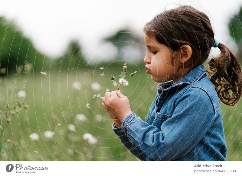 Niedliches Mädchen bläst Löwenzahn im grünen Feld Schlag Blume Kind Sommer Wiese Spaß haben Jacke Jeansstoff lässig Kindheit Gras Natur sorgenfrei bezaubernd