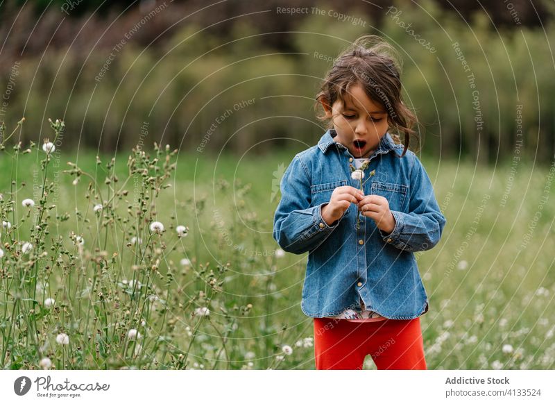 Niedliches Mädchen bläst Löwenzahn im grünen Feld Schlag Blume Kind Sommer Wiese Spaß haben Jacke Jeansstoff lässig Kindheit Gras Natur sorgenfrei bezaubernd