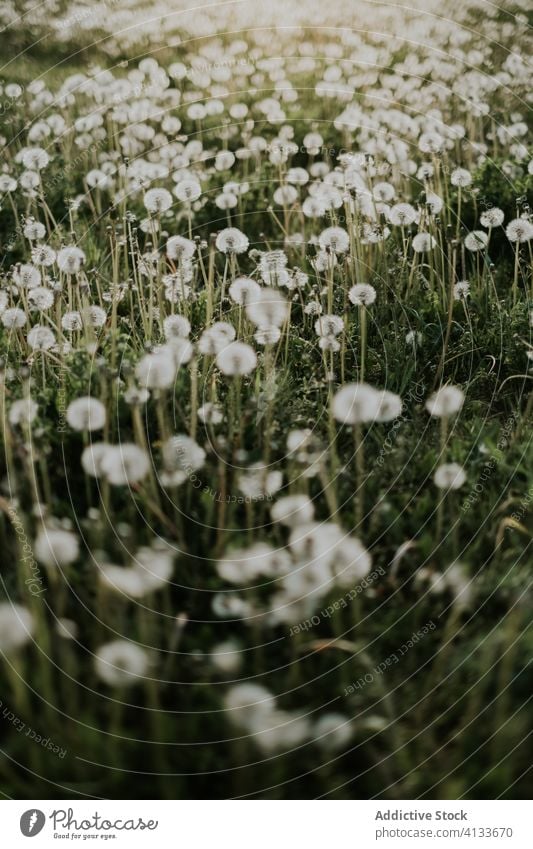 Feld mit flauschigem Löwenzahn im Sommer Fussel Flaum Wiese grün filigran Natur Blume Flora sonnig idyllisch Blütezeit ruhig Wachstum Samen Gras Pflanze