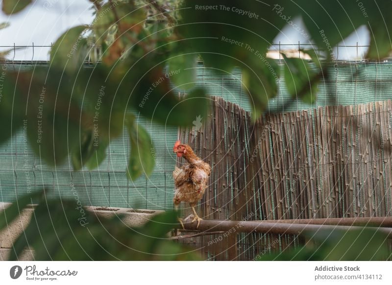 Braune Henne im Hühnerstall Pute Hähnchen Stall Gefieder Vogel heimisch Kamm Tier sitzen Federvieh Flügel Haustier Ornithologie Kreatur Bargeld Fauna Landschaft