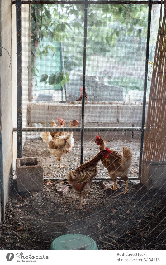 Hühnerherde im Hühnerstall auf dem Bauernhof Schwarm Pute Hähnchen heimisch Menschengruppe Stall Scheune Federvieh Tier Gefieder Vogel Kamm Flügel Ornithologie