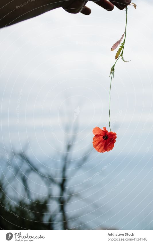 Crop Person mit zartem Mohn in der Hand manifestieren Natur Schönheit Konzept Herbst Landschaft wolkig Himmel zeigen genießen erkunden reisen Ausflug Reise