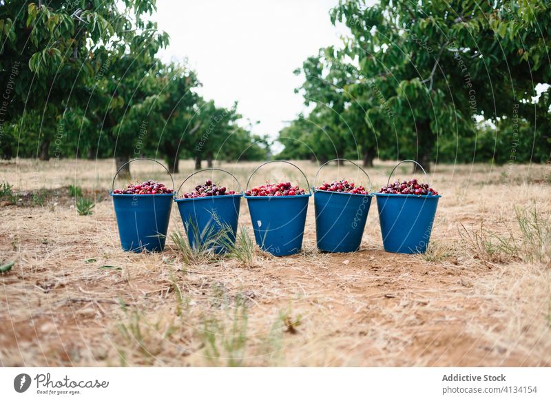 Eimer mit reifen Kirschen im grünen Obstgarten Garten pflücken Sommer frisch Frucht abholen Ernte organisch Natur Vitamin Gesundheit Kunststoff natürlich Saft