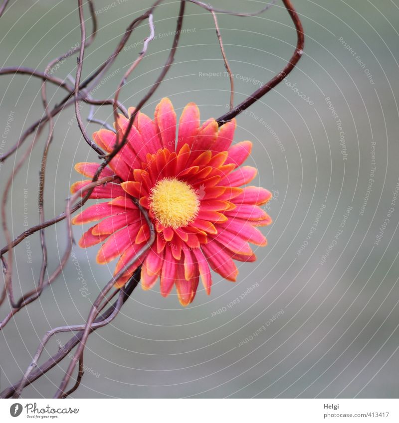 Deko... Blume Blüte Zweig Dekoration & Verzierung Kitsch Krimskrams Holz Kunststoff Blühend ästhetisch außergewöhnlich einfach schön einzigartig braun gelb grau