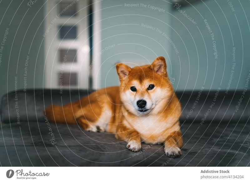 Süßer Rassehund auf dem Sofa liegend bezaubernd shiba inu Hund Haustier Begleiter Reinrassig Lügen gemütlich Raum modern Appartement Plüsch grau weich