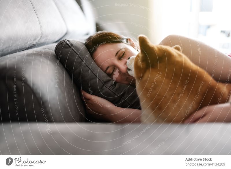 Junge Frau mit Hund auf dem Sofa liegend Besitzer shiba inu Haustier Freizeit Wochenende zu Hause schlafen lässig Outfit Jeanshose rosa Top Lügen grau weich