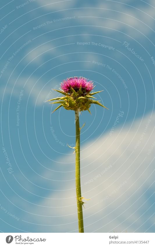 Distel Blume Stachelige Kratzdistel purpur Pflanze grün Sommer Natur geblümt wild Flora Nahaufnahme botanisch Blütenblatt stechend Schönheit Blütezeit Wildblume