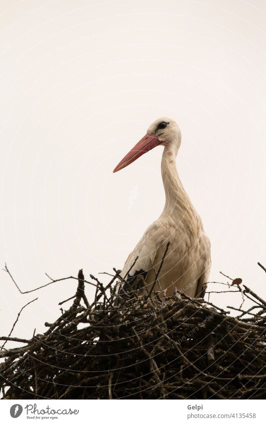 Eleganter Storch mit seinem Nest Vogel Schnabel weiß Natur Tier Tierwelt wild rot Himmel Feder blau schwarz Sommer Freiheit fliegen Flügel Symbol