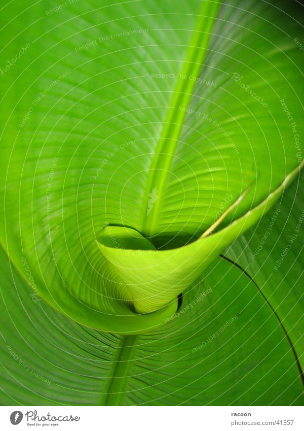 Bananen-Palme grün Spirale Blatt frisch