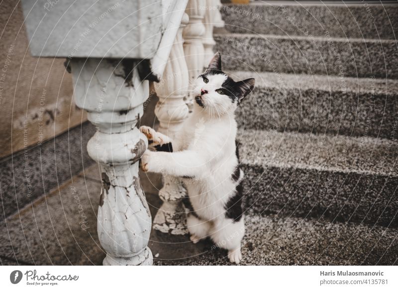 Katze spielt draußen bezaubernd Tier Tiere Hintergrund schön schwarz Katzenliebhaber niedlich heimisch Auge Gesicht katzenhaft Fell Katzenbaby Kätzchen Aussehen