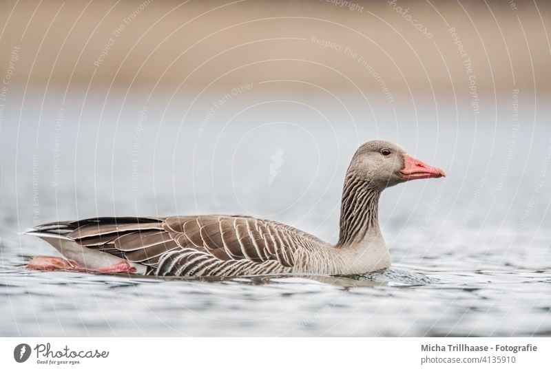 Schwimmende Graugans im See Anser anser Wildgans Feldgans Gans Vogel Zugvogel Wildvogel Kopf Schnabel Auge Hals Federn Flügel Bein Gefieder Wasser Gewässer