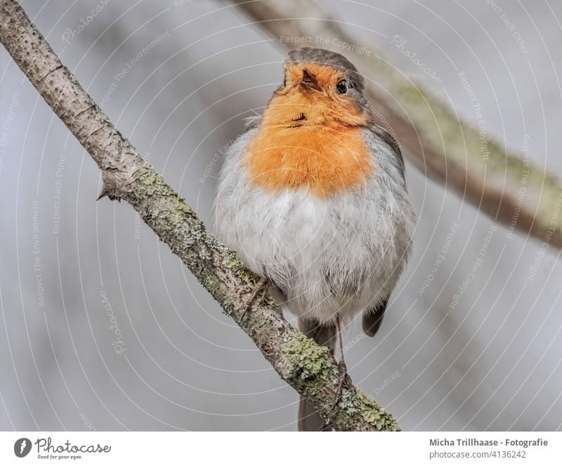 Zwitscherndes Rotkehlchen Erithacus rubecula Vogel Wildvogel Tiergesicht Federn Gefieder Schnabel Auge Beine Flügel Krallen Zweige u. Äste Wildtier Natur