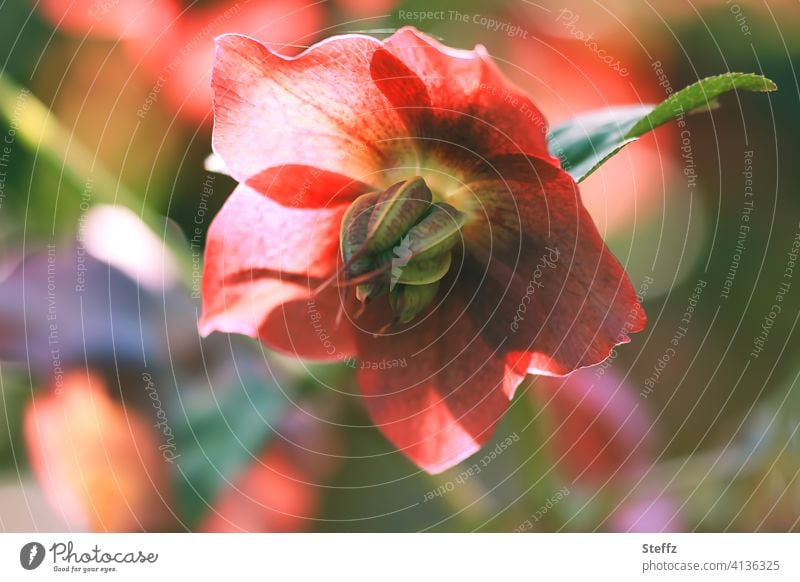 Nieswurz blüht im Frühlingsgarten Helleborus Lenzrose Schneerose Christrose Frühlingsblume April Aprilblüte Frühlingserwachen Naturerwachen Blütezeit