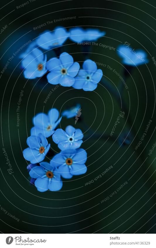 Vergissmeinnicht will nicht vergessen werden Vergißmeinnichtblüte Myosotis Blümchen Frühlingsblumen Frühlingsblüten Frühjahrsblüher Blütenblätter blühen