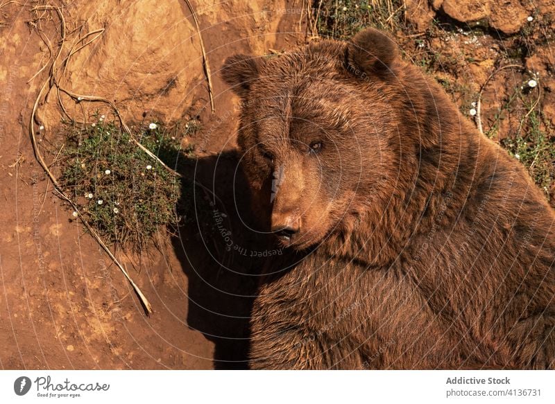 Entspannter Braunbär auf Sand sitzend braun Bär sich[Akk] entspannen Tier wild sonnig Windstille Säugetier Natur Berghang Sommer idyllisch friedlich tagsüber