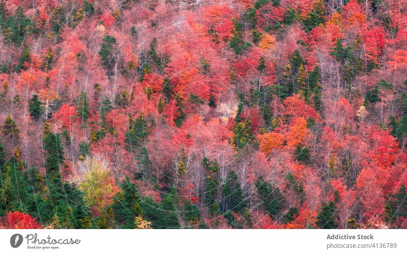 Herbstbäume im Wald Baum Hügel kalt Natur malerisch orange gelb grün Wetter Berghang Umwelt Saison Landschaft ruhig fallen friedlich Gelassenheit Windstille