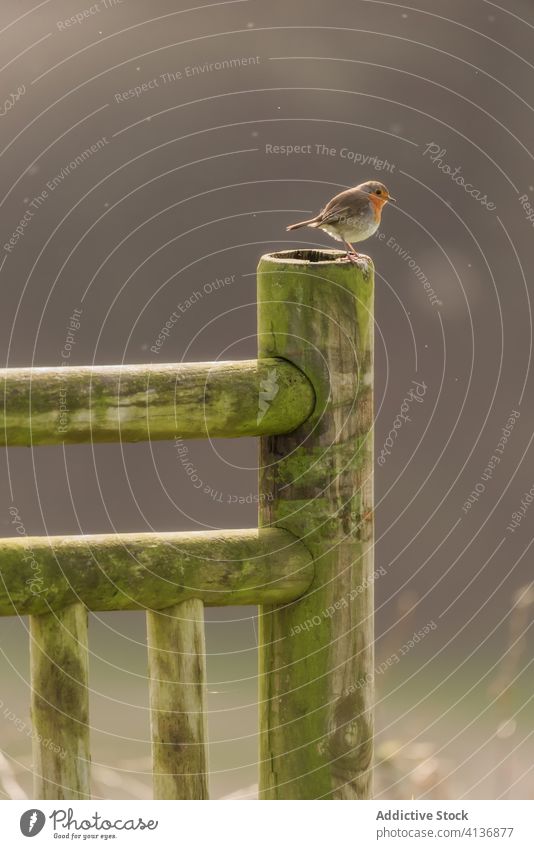 Rotkehlchen auf dem Zaun sitzend Vogel Erithacus rubecula Europäischer Rotkehlchen wild klein Tier Natur Fauna Feder Gefieder Sommer Tierwelt Ornithologie