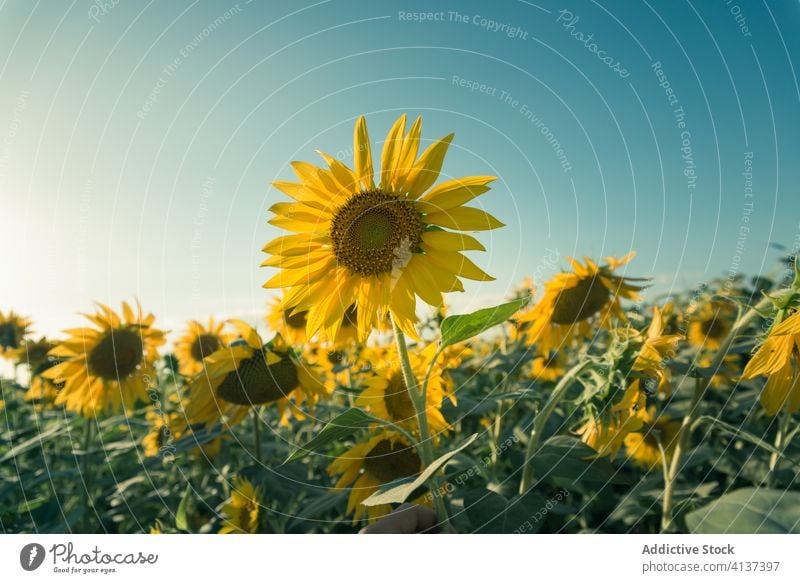 Blühende Sonnenblumen auf einer Wiese an einem sonnigen Tag Feld Blüte Blütezeit Sommer Natur Blume Landschaft Blauer Himmel majestätisch ländlich Umwelt grün