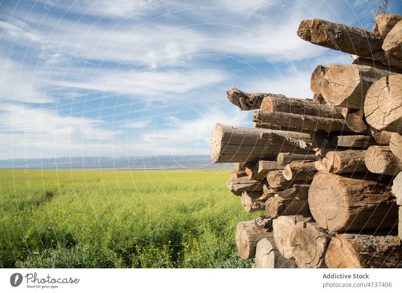 Baumstammstapel auf einem Feld im Sommer Totholz Nutzholz Stapel Holzstapel grün Wiese erstaunlich Natur balikun China Landschaft ruhig friedlich Gelassenheit